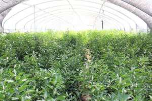 华西花木村开启花农讲坛，谋求高质量花木发展之路