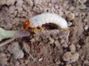 胡萝卜地下害虫生物防治技巧