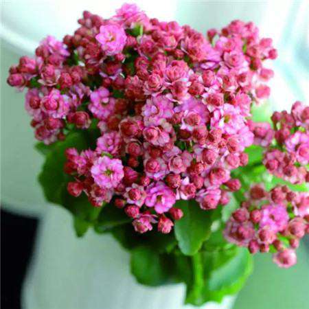长寿花 长寿花