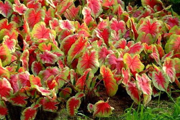 花叶芋秋后养护方法 花叶芋秋后养护方法