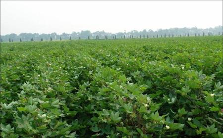 棉花种植技术:棉花花铃期怎么施肥好?