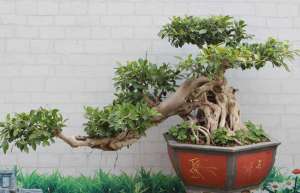 榕树盆景怎么养