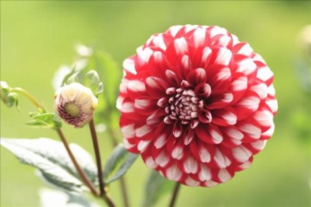 大丽花 大丽花