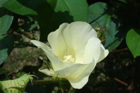 棉花 棉花