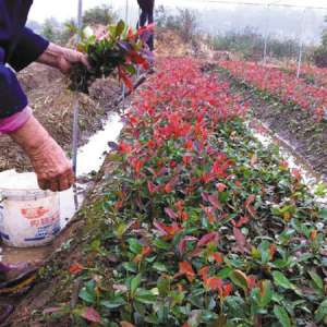 宁波苗木市场回暖 业内人士：避免一哄而上种植