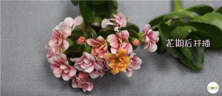 长寿花 长寿花