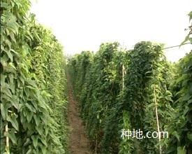 种植山药后期要怎么管理?
