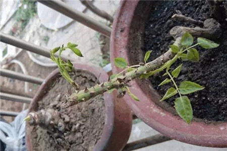 长新芽的花卉 长新芽的花卉