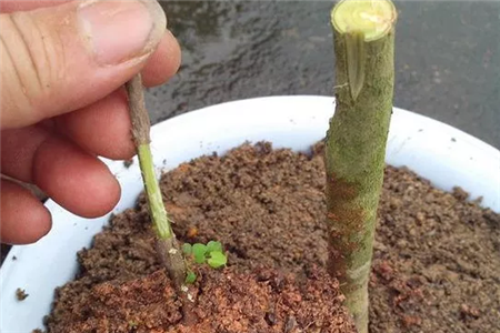 砧木挖小槽 砧木挖小槽