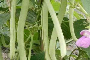 四季豆种植的田间管理技术