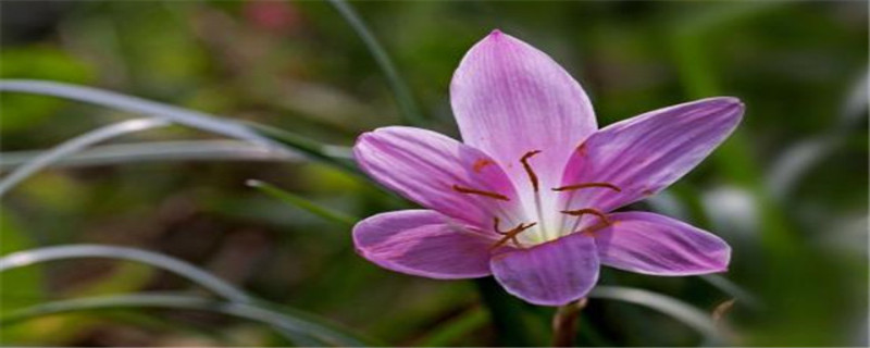 韭菜兰什么季节换盆 韭菜兰什么季节换盆