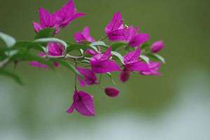 三角梅开花后怎么养