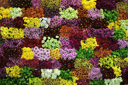 蔷薇花 蔷薇花