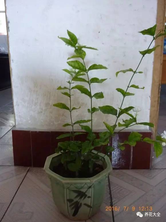 茉莉像她这么养,想开几次开几次!