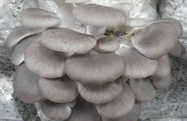 秀珍菇栽培技术