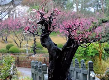 盆栽梅花的养护要点 盆栽梅花的养护要点