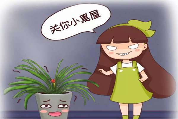 君子兰年年夹箭,关小黑屋、浇点酒,花箭竟5天钻出来! 君子兰年年夹箭,关小黑屋、浇点酒,花箭竟5天钻出来!