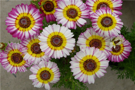 花环菊 花环菊