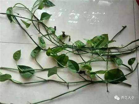 盆栽绿萝 盆栽绿萝