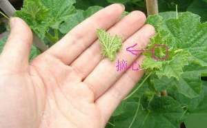 甜瓜摘心方式及堤防事项