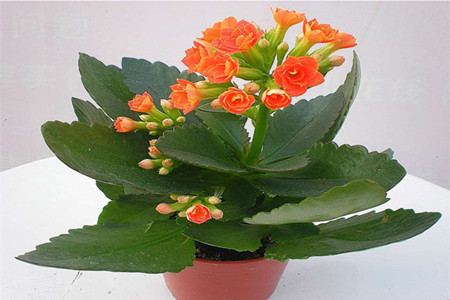 长寿花 长寿花