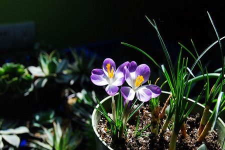 番红花 番红花