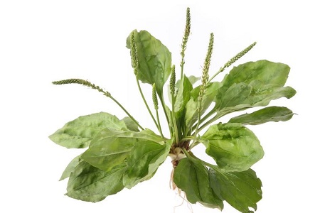 车前草 车前草