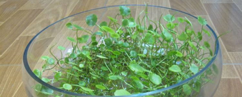 水培铜钱草冬天怎么养 水培铜钱草冬天怎么养