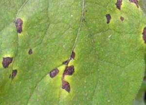 茄子黑枯病的识别、发病原因及防治药剂