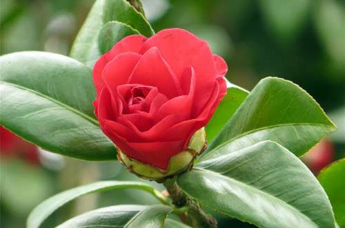 茶花冬天怎么养 茶花冬天怎么养