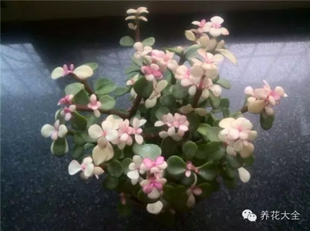 金枝玉叶 金枝玉叶