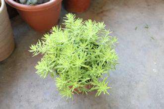 黄金万年草 黄金万年草