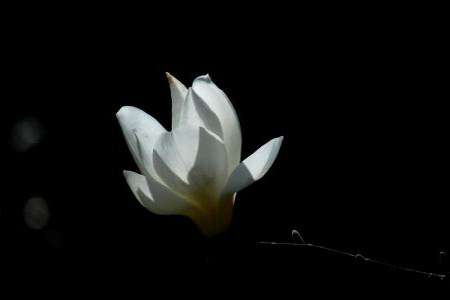 玉兰花 玉兰花
