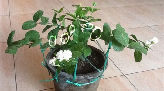 茉莉 茉莉