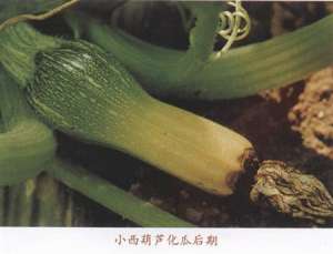 西葫芦怎么防治化瓜？