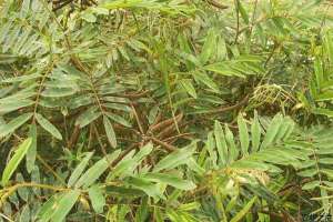 秋季黑毛豆种植技术