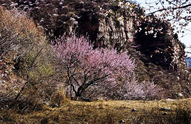 赏花 赏花
