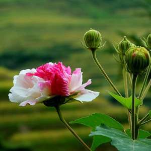 木芙蓉常见虫害的防治