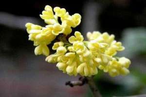 桂花盆栽里掺点“它”，枝芽冒不停，满园飘着桂花香