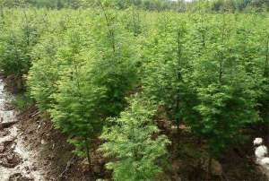 种植水杉有那些注意事项？