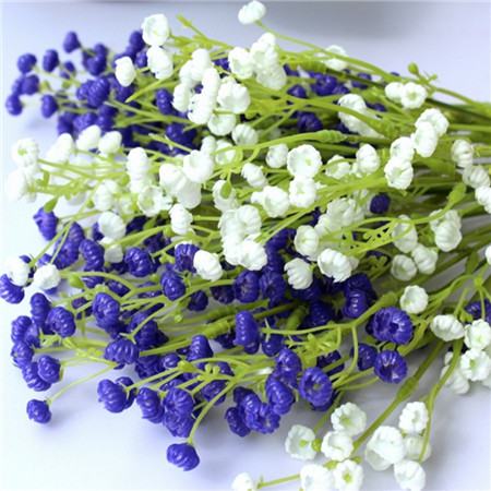 满天星与勿忘我 满天星与勿忘我