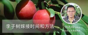 李子树嫁接时间和方