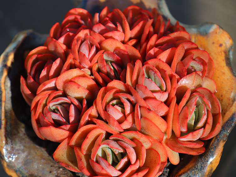 多肉秀妍 Echeveria Sunyan 多肉秀妍 Echeveria Sunyan