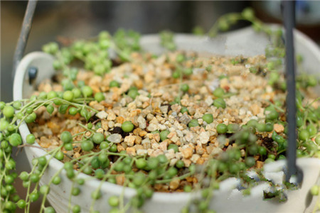绿之铃种植后的保护 绿之铃种植后的保护