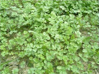 早春香菜如何种植好?