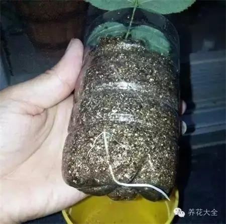 移栽 移栽