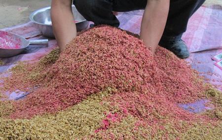 磷酸二氢钾是什么?磷酸二氢钾如何使用?