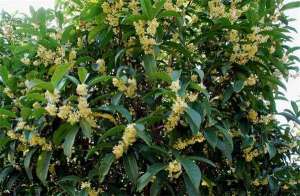 桂花树生根好方法