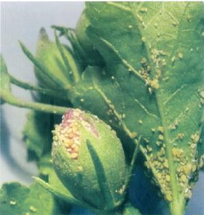 棉花蚜虫怎么防治?