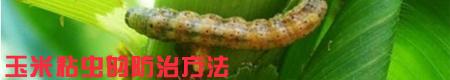 如何种甜玉米能高产?